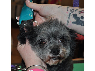 How to Learn the Asian Fusion Pet Grooming Technique